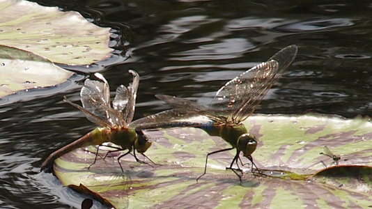 [The male dragonfly with its green torso and blue back half is standing in the middle of a lilypad. The end of the male propped just behind the head of the female to the left of it. The female is missing parts of her wings as she stands with her tail end just over the edge of the lilypad. To the right of the dragonflies is a lone damselfly which is smaller in length and thickness than one leg of one of the damselflies. Its eyes are at the front edge of the wings and on the back end of the body is a blue bulb. ]